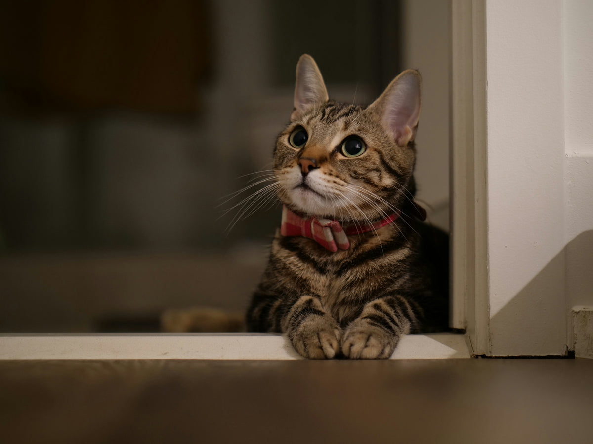 Gato