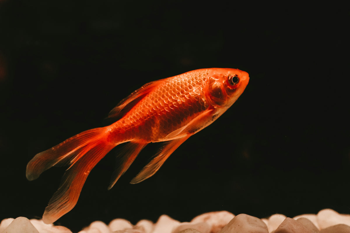 Peixe