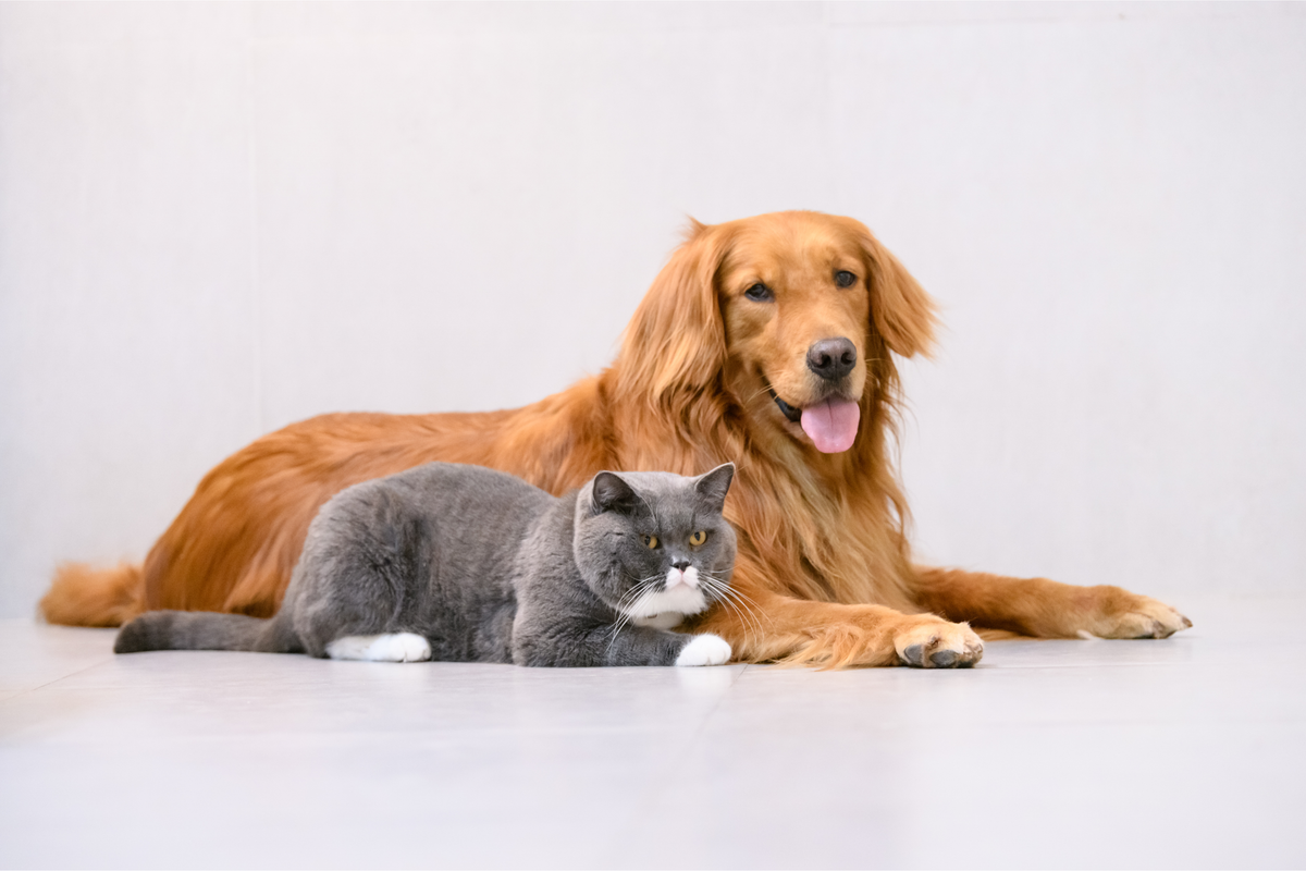 Royal Canin